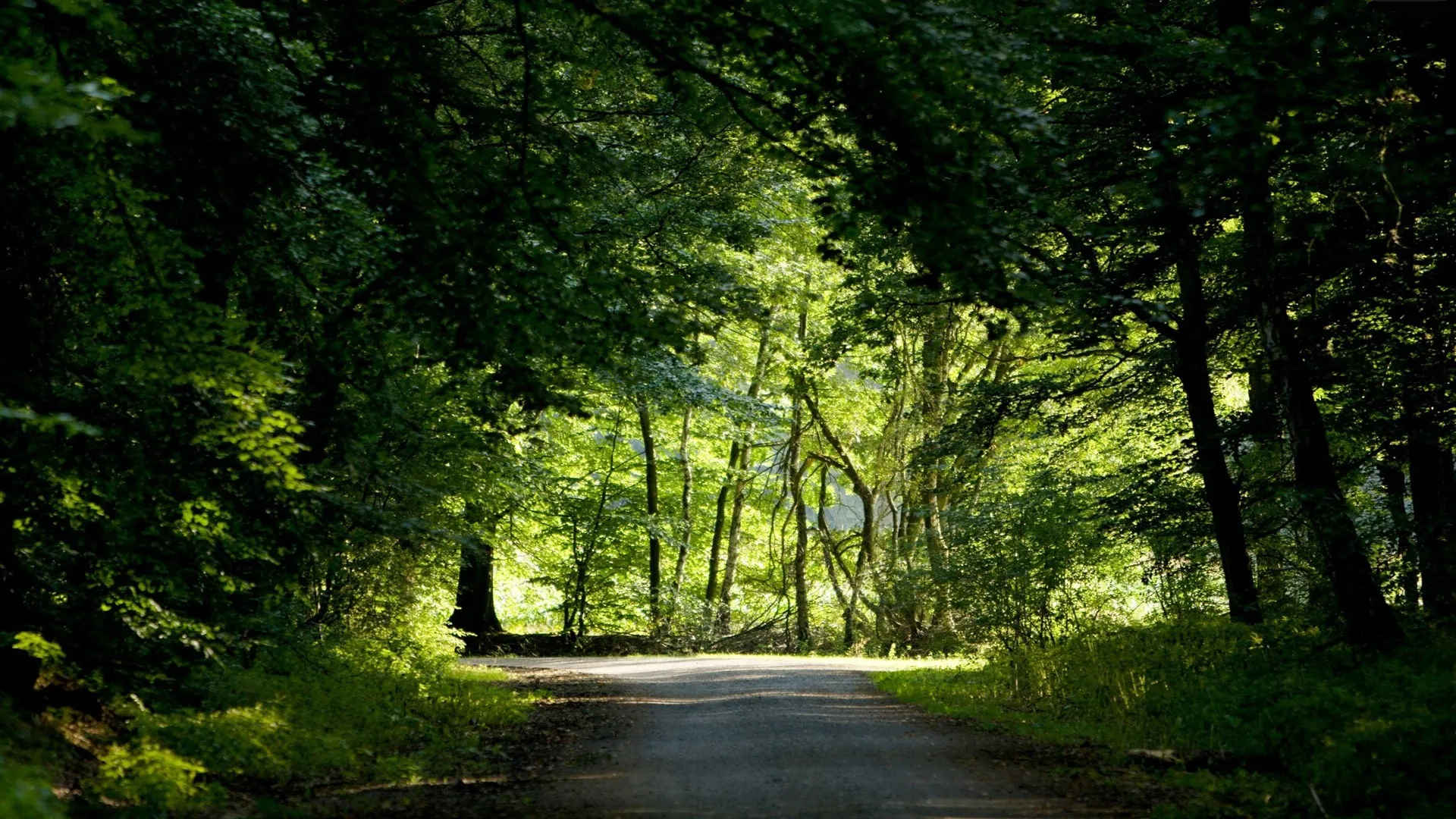 دانلود تصویر با کیفیت عبور جاده وسط جنگل زیبا