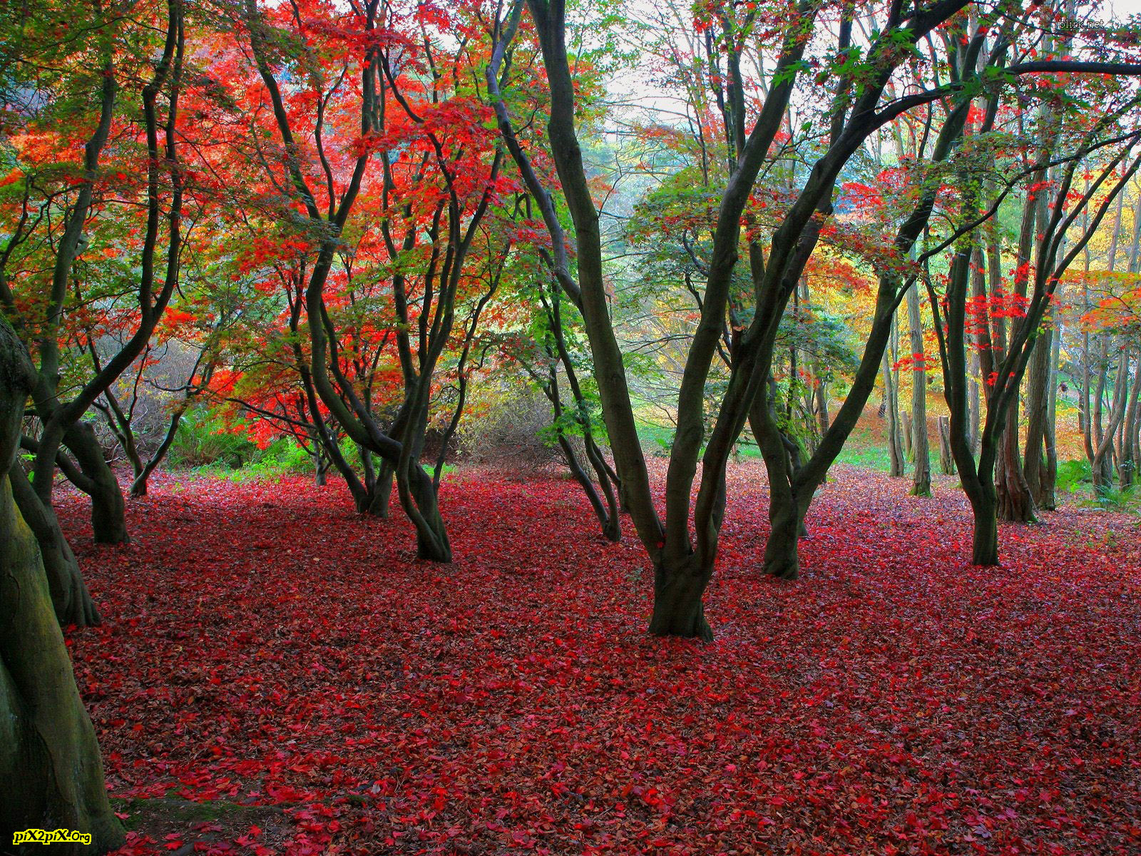 دانلود تصویر باکیفیت درختان جنگلی پاییزی