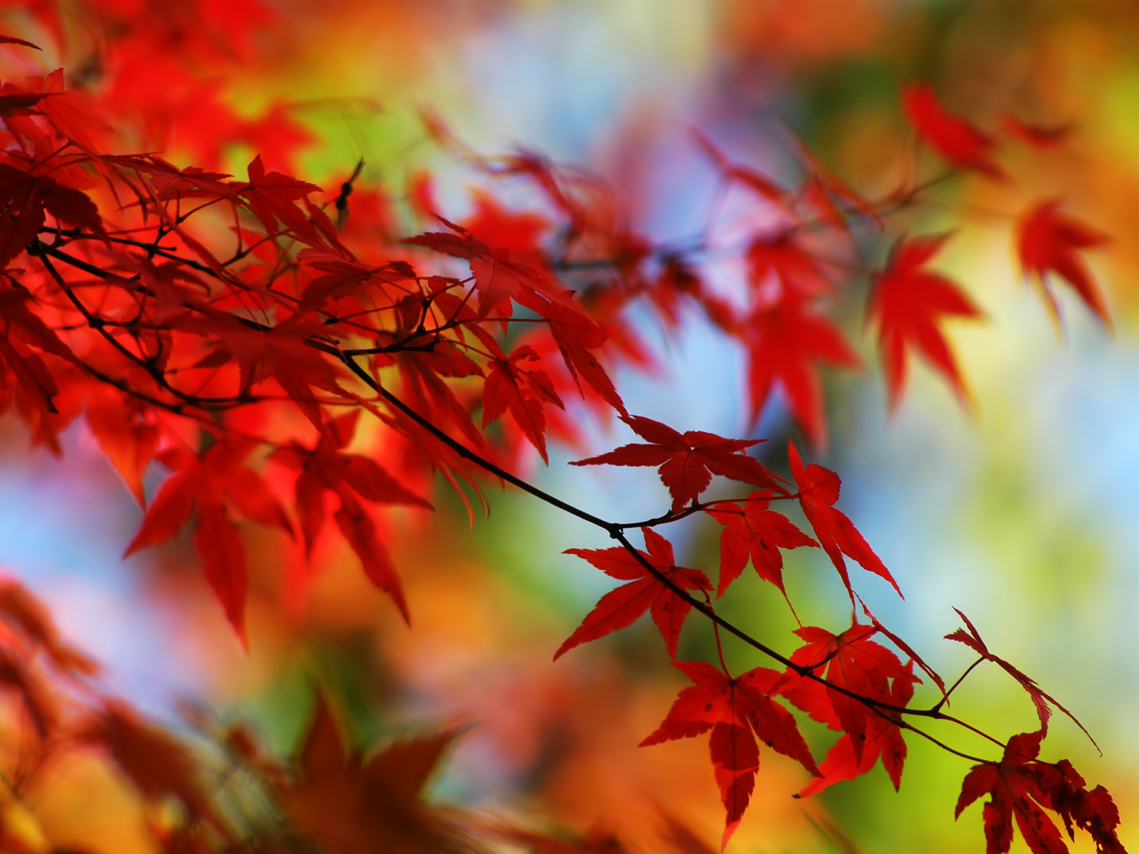 تصویر با کیفیت برگ درختان پاییزی