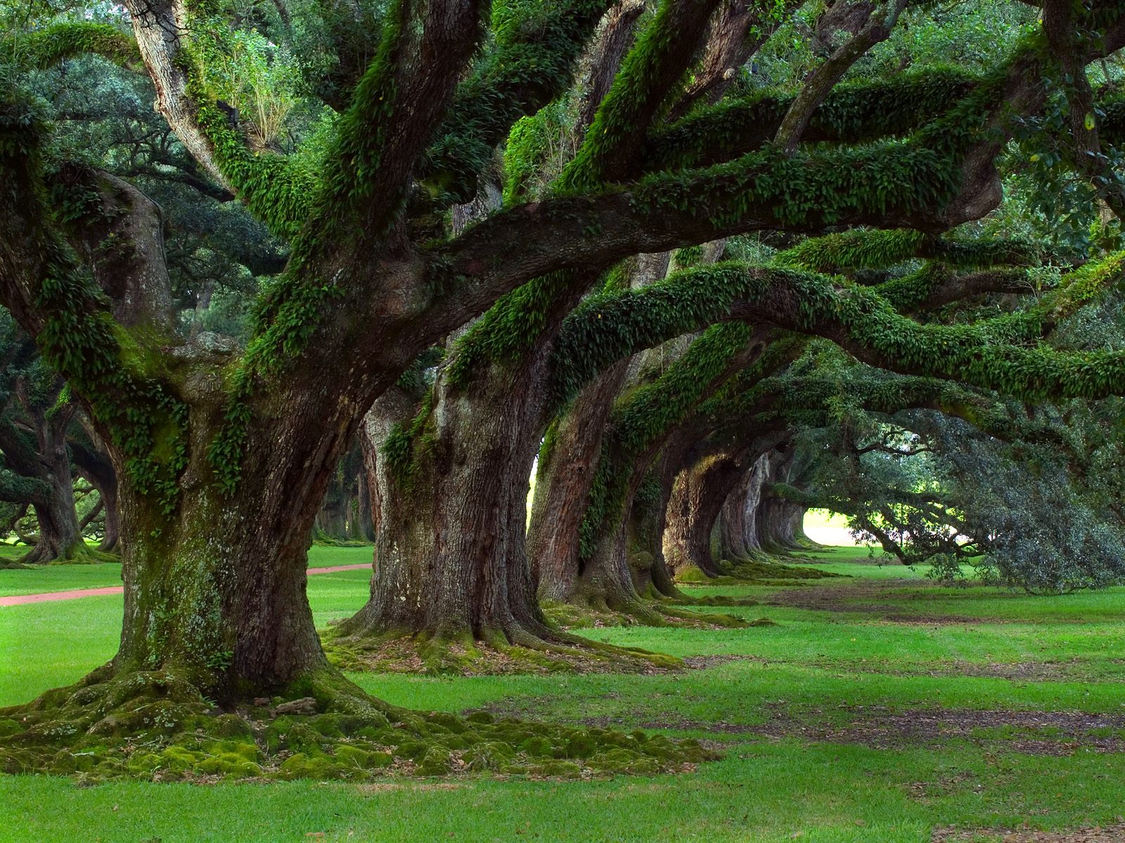 دانلود تصویر زیبای جنگل با درختان سبز