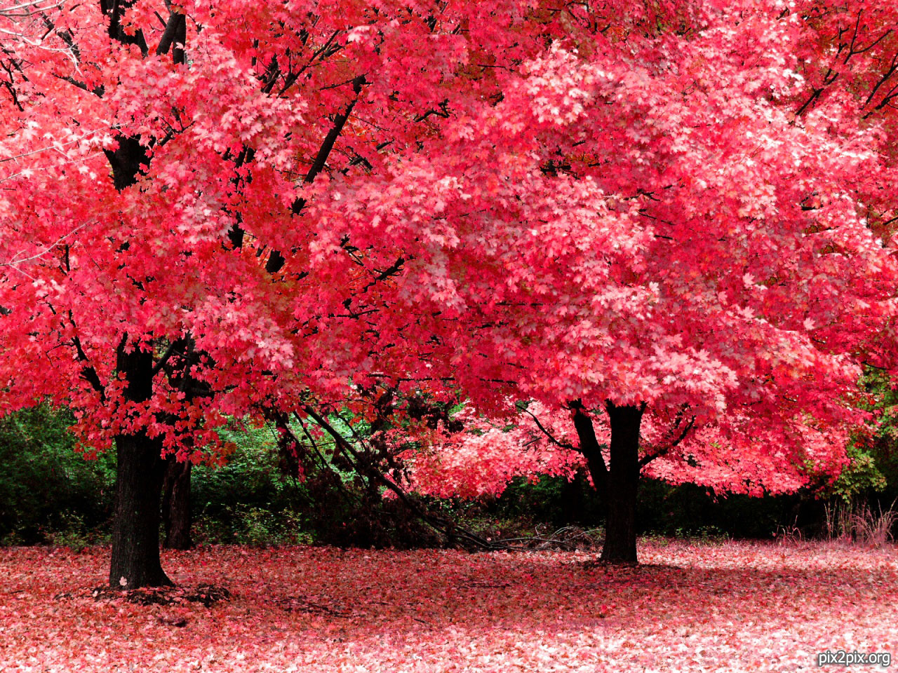 دانلود تصویر باکیفیت و زیبای درختان پاییزی